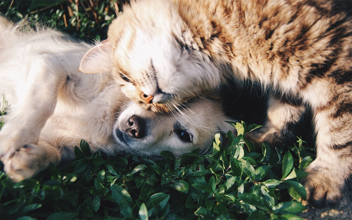 chien chat